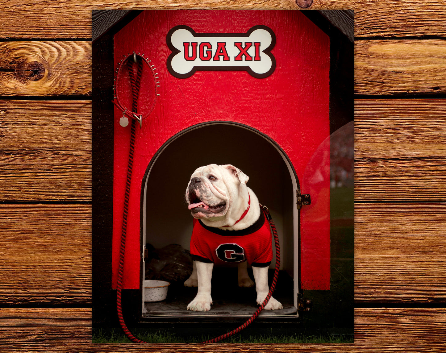 Uga XI Boom Dawg House Mascot Art Poster Print - Wholesale