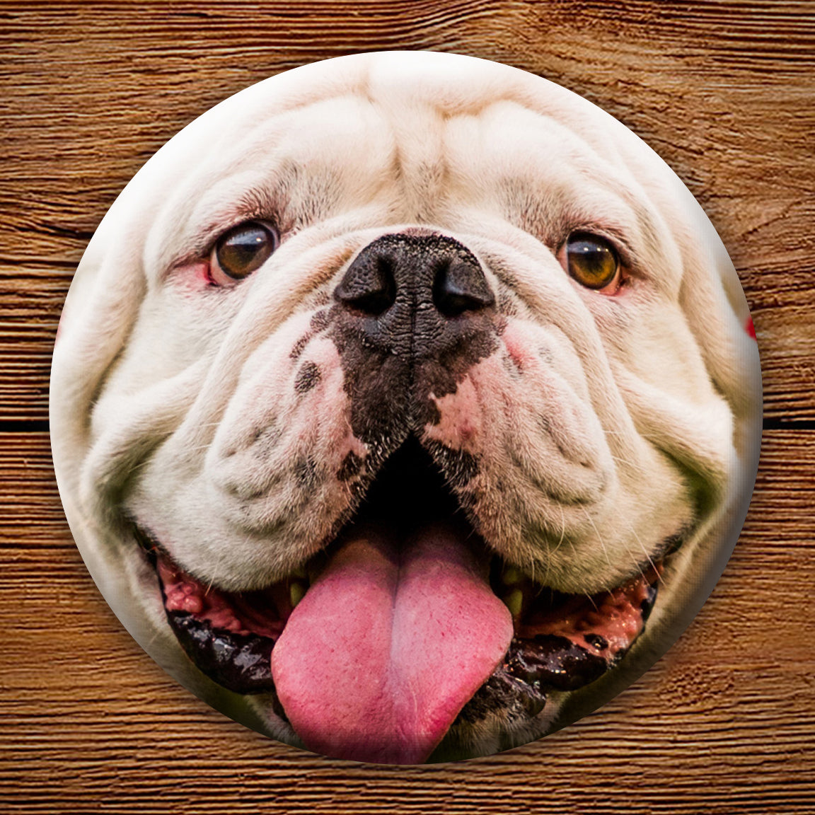 Uga X Closeup 3" Pin-Back Button - Georgia Bulldogs Wholesale