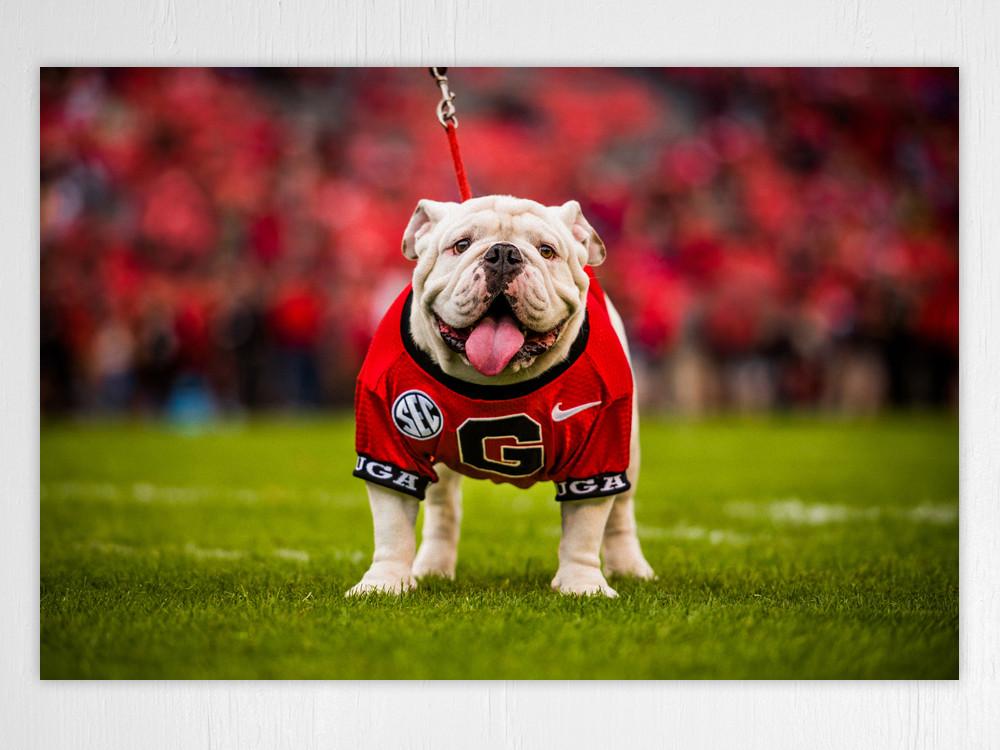 Uga X Mascot Art Poster Print - Wholesale - Wright Photo