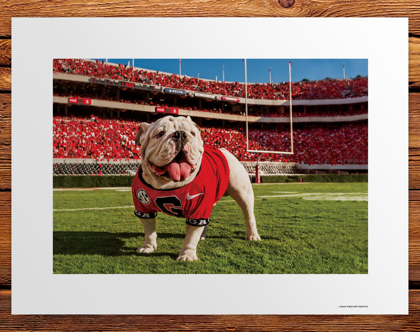 Uga X Endzone Mascot Art Poster Print - Wholesale - Wright Photo