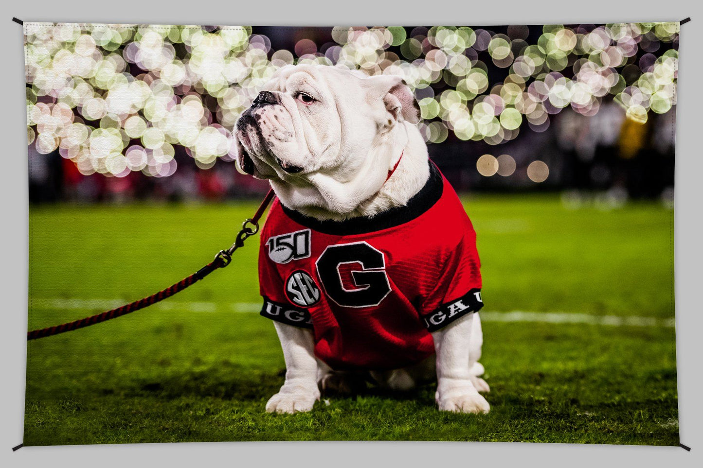 Uga X Under the Lights Tapestry Wall Art - 2XL - Wholesale - Wright Photo