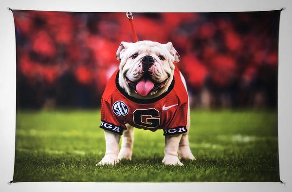 Uga X Mascot Tapestry Wall Art - 2XL - Wholesale - Wright Photo